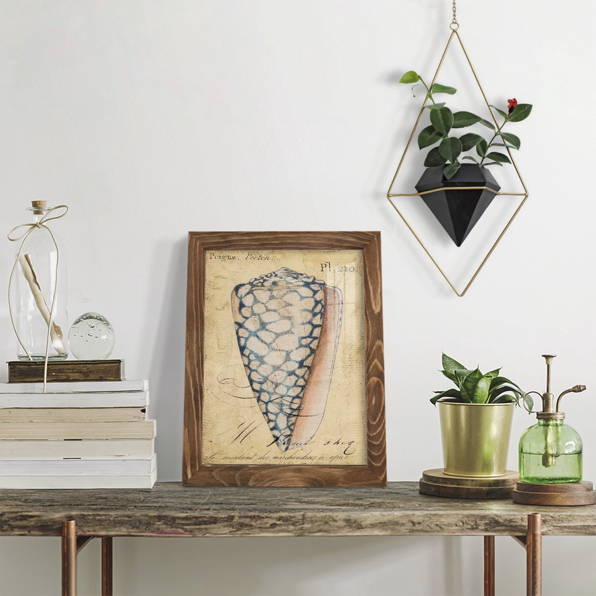 Seashell Ephemera IV - Framed Print w/glass - Walnut