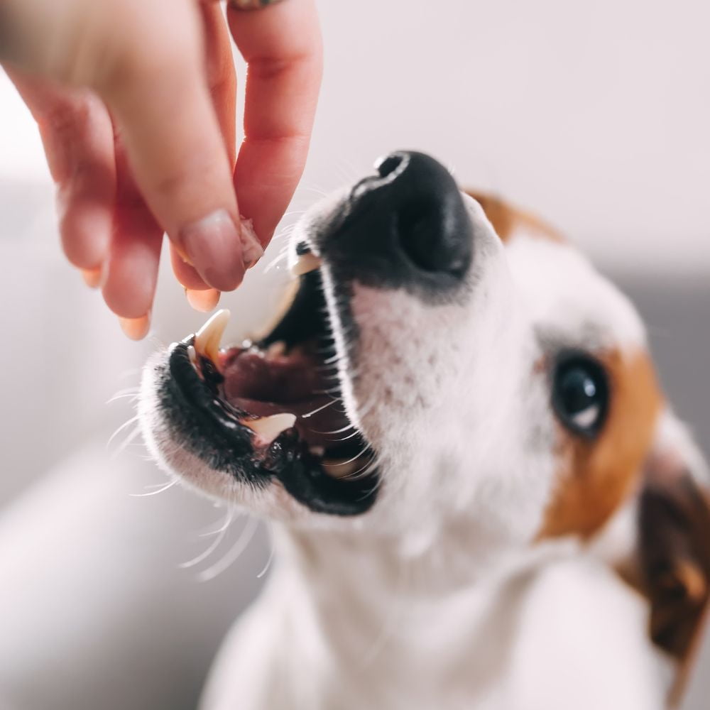 Merrick Fresh Kisses Oral Care Chews Dental Dog Treats with Coconut | X-Small Snacks for Pups 5-15 Lbs (20 Count) | MerlinsMart Zine + Rope Toy