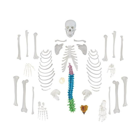 Isaac Technologies IC-B10246 Life Size, Total Disarticulated Skeleton | 5 Color-Coded Vertebrae, Bones & Osteological features numbered for identification | 3-Part Skull | W Manual