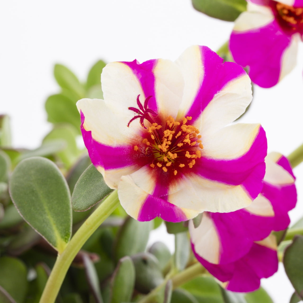 Better Homes & Gardens Purslane Live Annual Plant, Red Yellow, Full Sun, 3-Pack