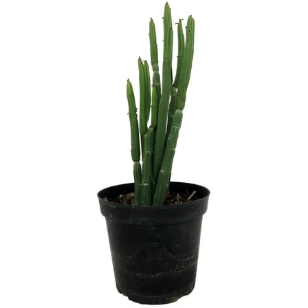 Euphorbia Phosphorea-Evergreen Cactus -Hard to kill! - 4" Pot