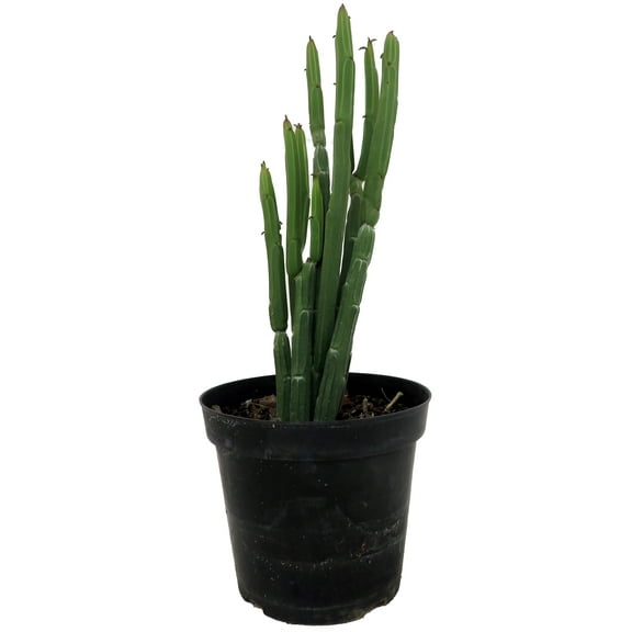 Euphorbia Phosphorea-Evergreen Cactus -Hard to kill! - 4" Pot