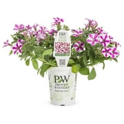 Proven Winners Petunia 1.5PT Pink Live Plants