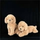 thumbnail image 4 of Realistic Plush Toy Dog Teddy Dog Plush Stuffed Animal For Kids, 4 of 4