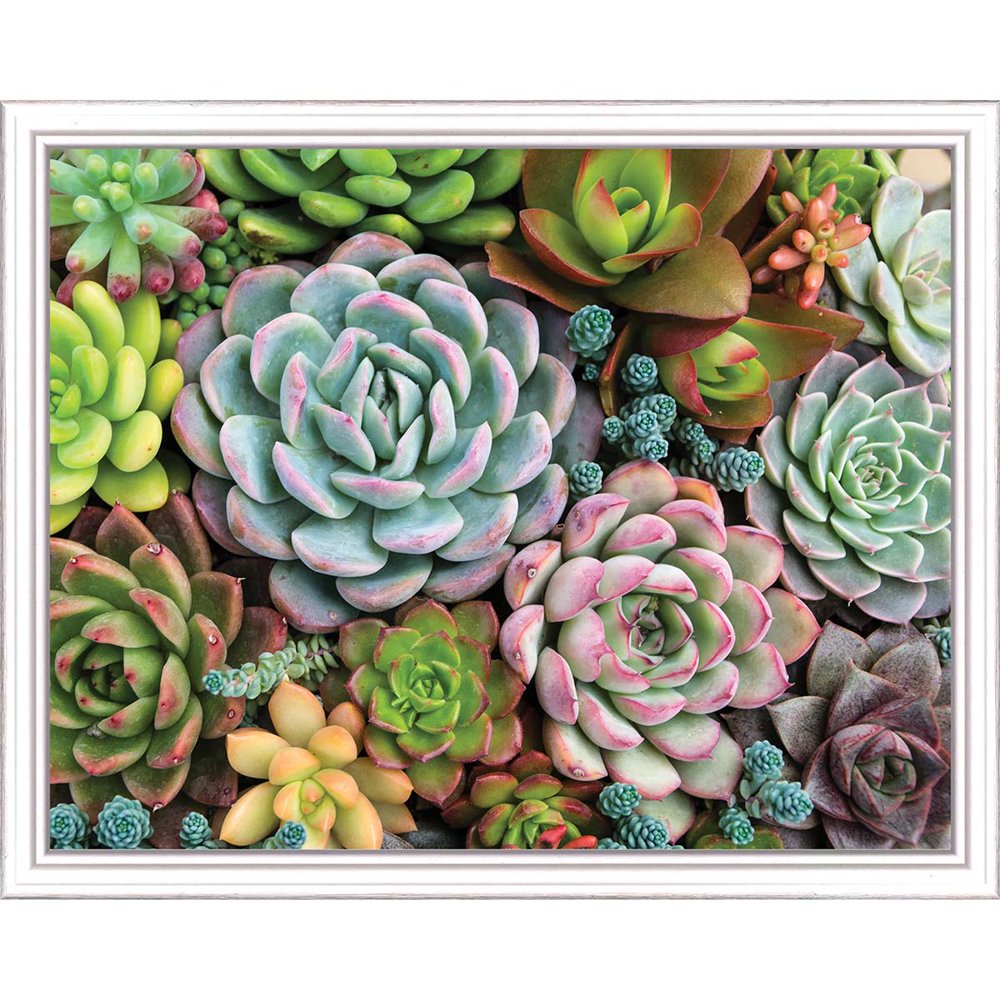 Pink Picasso Sensitive Succulents PaintbyNumber Kit
