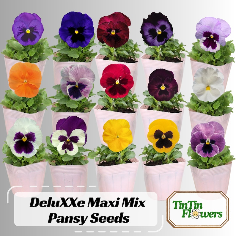 25 DeluXXe Maxi Mix Pansy Seeds - Cold and Draft - Self and Open-Pollinating - for Late Summer or Early Spring Planting