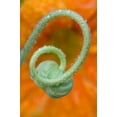 thumbnail image 2 of Rotenberg, Nancy 17x24 Gold Ornate Wood Framed with Double Matting Museum Art Print Titled - Nasturtium curl with rain, 2 of 4