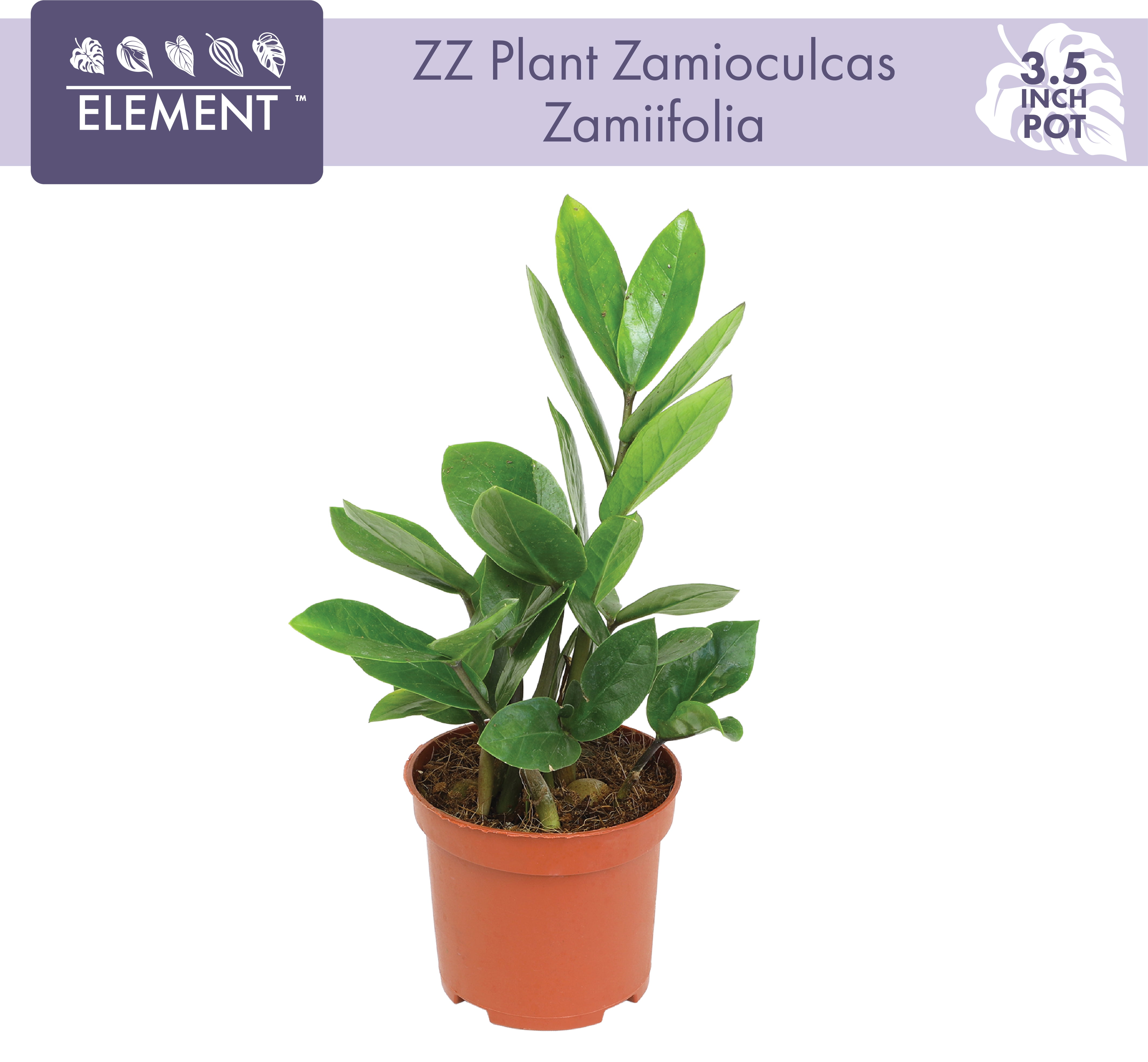 plantです Zamioculcas zamiifolia | ZZ plant | Zanzibar gem | Fern arum