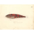 thumbnail image 2 of Clinus Superciliosus, Super Klipfish Poster Print By Mary Evans Natural History Museum (36 X 24), 2 of 4