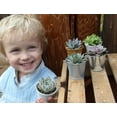 thumbnail image 4 of The Succulent Source 2" Rosette Succulents Live Plants in 2" Plastic Square Pots (10 Count), 4 of 4