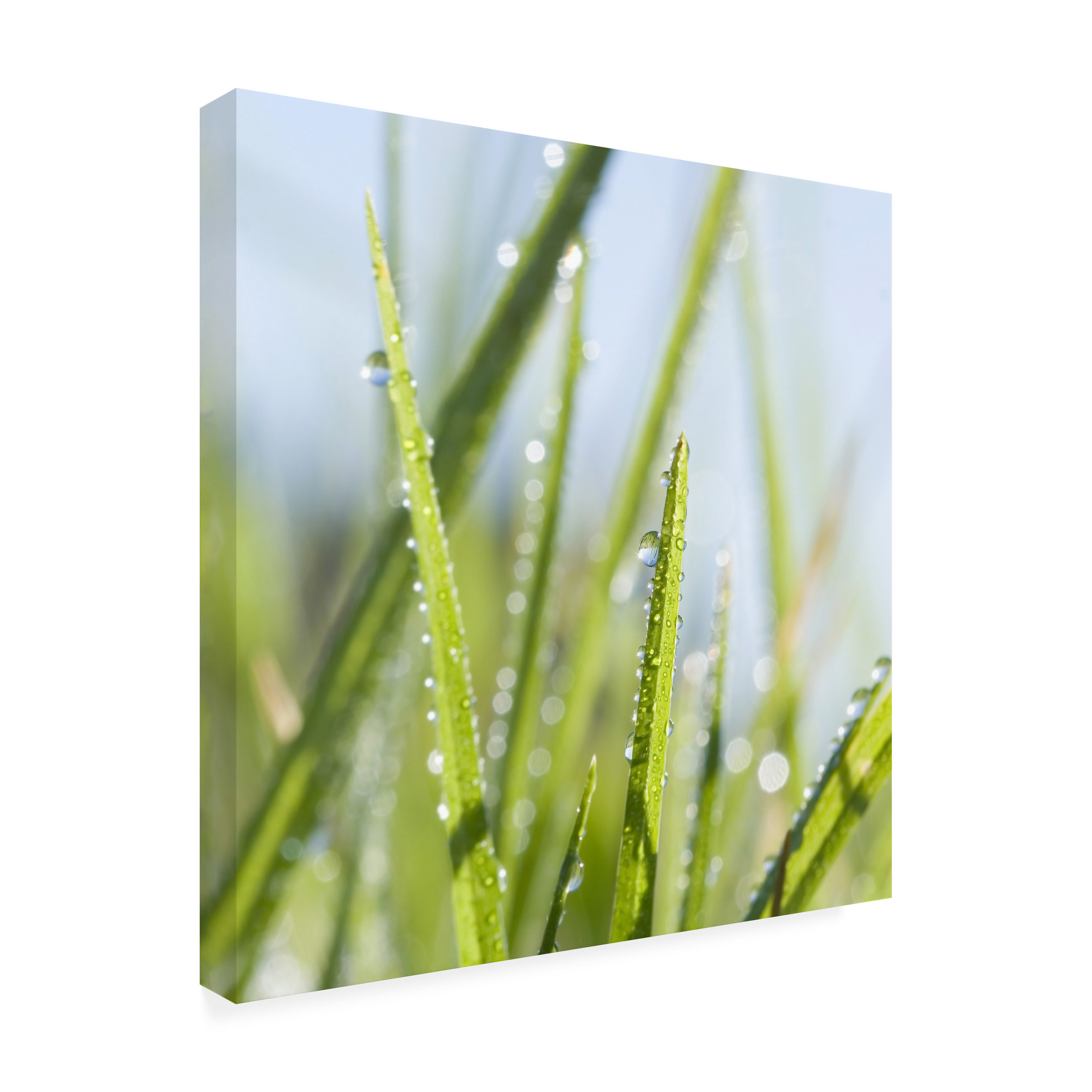 Trademark Fine Art "Morning Melody" Canvas Art by Beata Czyzowska