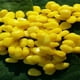 thumbnail image 5 of 100pcs Cebos Flotantes Suave de Forma Maíz Gruesa Amarillo Señuelos Pesca Deporte, 5 of 9