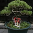thumbnail image 3 of Bonsai Regulator and Trunk Bender Tool for Practical Garden Shaping and Tree Training, 3 of 5