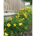 thumbnail image 2 of Stella De Oro Daylily 2 Gallon, 2 of 4