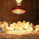 thumbnail image 3 of 250w Infrared Heat Lamp Waterproof Anti-explosion Thickened Light Bulbs For Piglet Chicken Duck, 3 of 4
