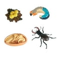 thumbnail image 3 of modelo Animal juguete de material didáctico sólido adornos de juego de juguetes educativos para aulas de fiesta preescolar niñas Estilo B, 3 of 8