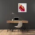 thumbnail image 3 of Rotenberg, Nancy 15x16 White Modern Wood Framed Museum Art Print Titled - Ohio Tulip flower colors and rain drop, 3 of 4
