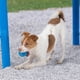 thumbnail image 2 of Pelotas de Tenis chirriantes Best Pet Supplies Alta Resistencia para Perros, 2 of 8