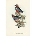 thumbnail image 2 of Gould, John 17x24 Gold Ornate Wood Framed with Double Matting Museum Art Print Titled - Macklots Pitta-Pitta Mackloti, 2 of 4