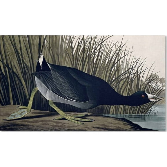 Trademark Fine Art John James Audubon American Coot Canvas Wall Art - 10x19