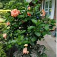 thumbnail image 4 of American Plant Exchange Double Peach Hibiscus Live Bush in 10" Pot, Full Sun, Pet Friendly, 4 of 6