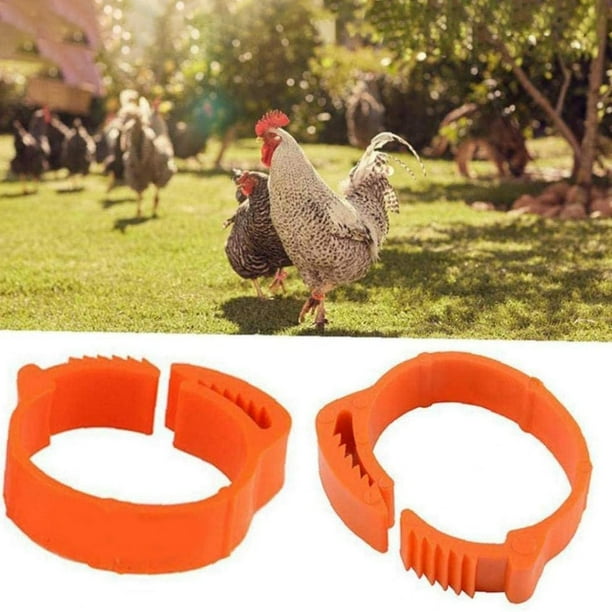 100Pcs Chicken Identification Leg Bands Tags Poultry Leg Bands Bird Leg