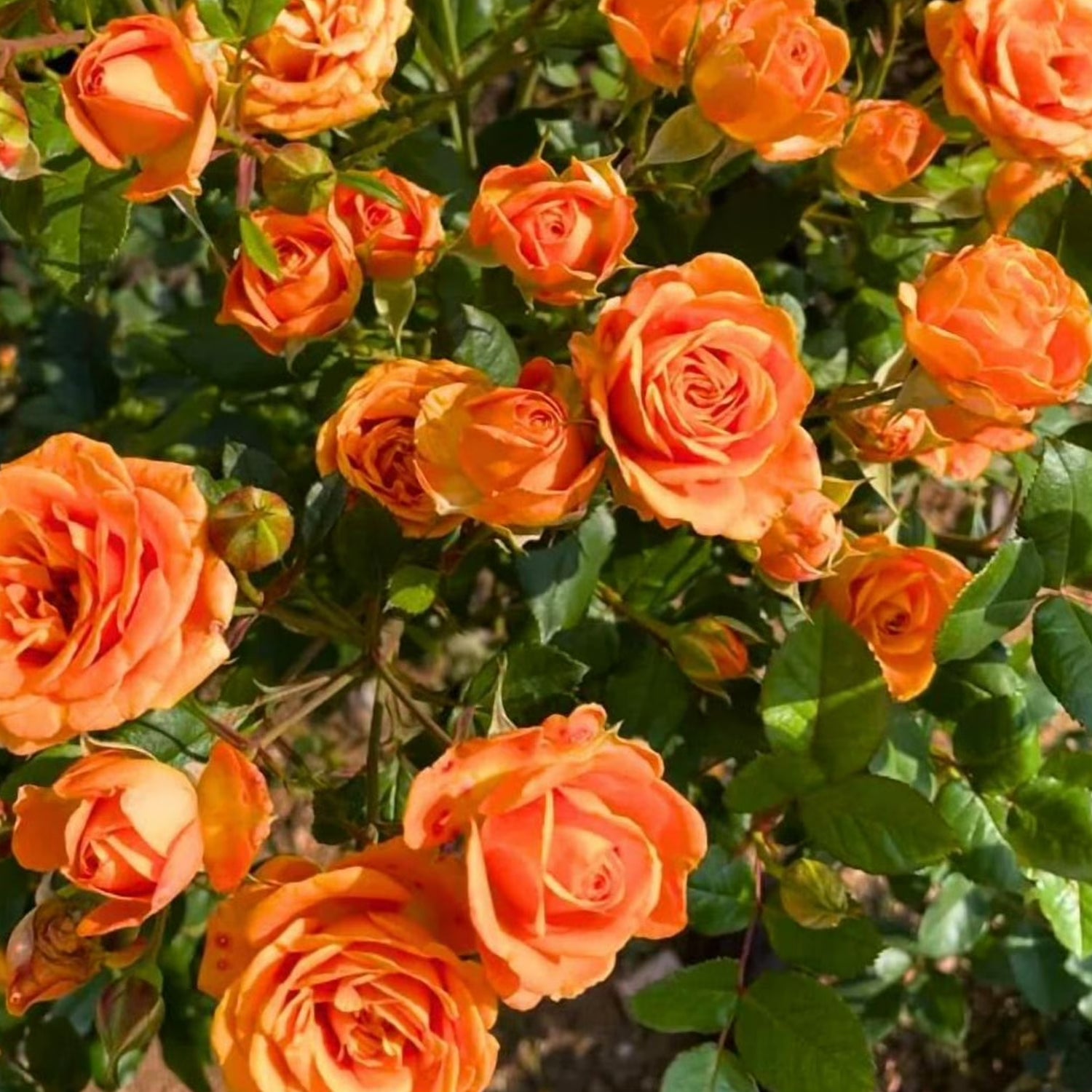 =Expert Gardener 12-18" Showpiece™ Orange Fragrant Shrub Rose with Orange Flowers Live Tree in 1 gal. Grower Pot