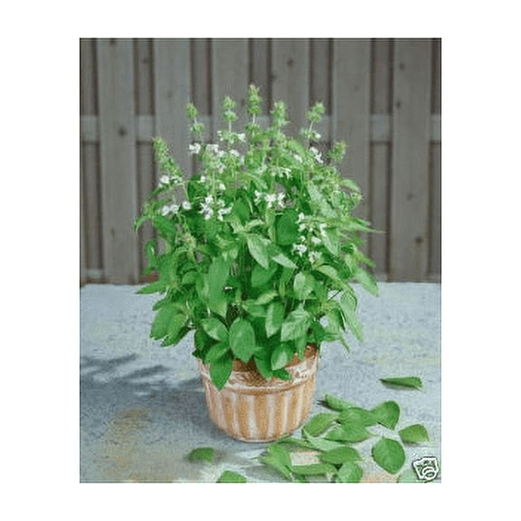 seed kingdom Basil Lemon Great Garden Herb Bulk 1/4 Lb Seeds