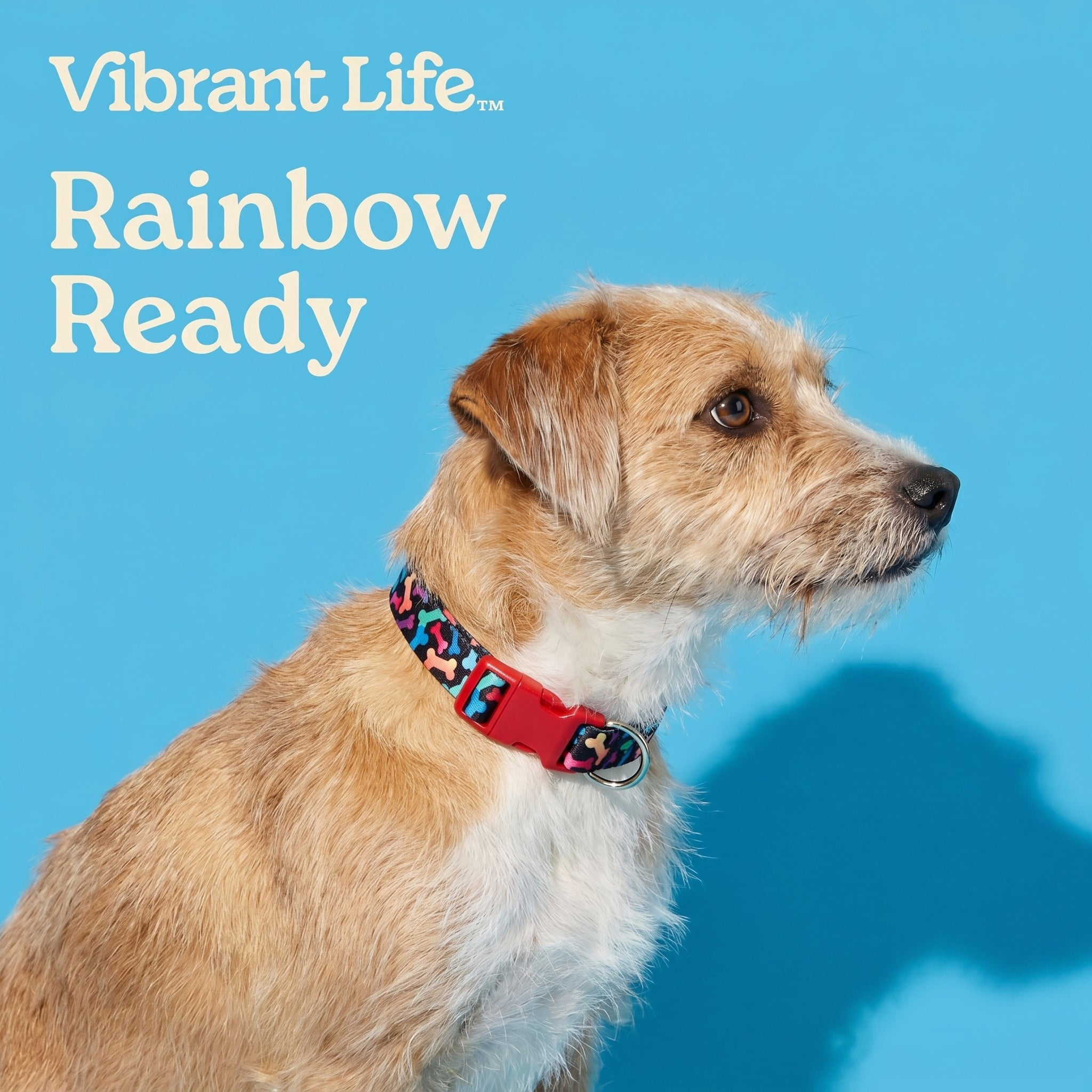 Vibrant Life Adjustable Fashion Dog Collar, Multicolor Bones, Large