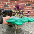 thumbnail image 5 of Beckett Aquaponics Grow Kit, 5 of 6