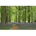 thumbnail image 2 of Bluebell Forest Wall Mural by Wallmonkeys Peel and Stick Graphic (48 in W x 32 in H) WM58492, 2 of 4