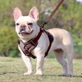 thumbnail image 6 of BLRTUN Pet Dog Harness for Small Medium Dogs No Pull Puppy Cats Vest Harness Adjustable Reflective Breathable Mesh Lightweight Harnesses Leash Set Escape Proof for Walking Training, 6 of 9
