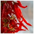 thumbnail image 3 of Everwilde Farms Long Red Thin Cayenne Hot Pepper Plant Seeds, 3 of 3