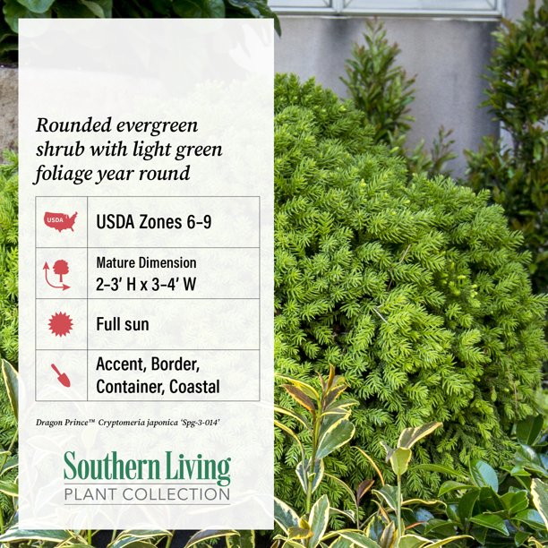 Southern Living Dragon Prince Cryptomeria Live Shrub in 2-Gallon