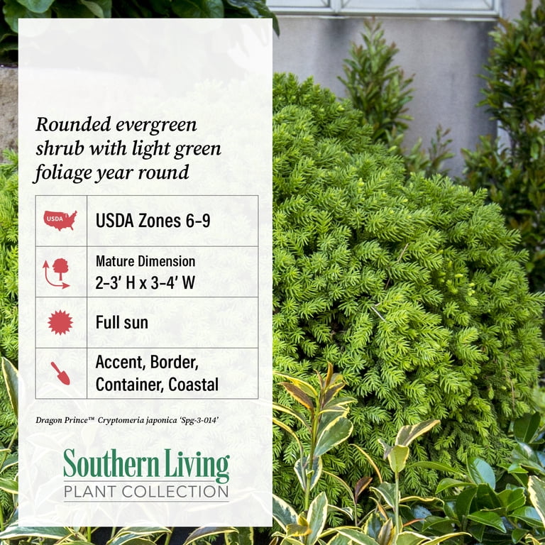 Southern Living Dragon Prince Cryptomeria Live Shrub in 2-Gallon