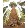 thumbnail image 5 of Giant Sequoia | Small Tree Seedling | The Jonsteen Company, 5 of 8
