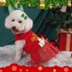 thumbnail image 4 of Vestido para perro cyeollo navideño a cuadros con pajarita dorada, 4 of 6