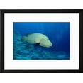 thumbnail image 2 of Humpback Wrasse Cheilinus Undulatus, IndoPacific Ocean, Animals Framed Art Print Wall Art by Reinhard Dirscherl Sold by Art.Com, 2 of 6