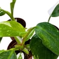thumbnail image 3 of Philodendron White Wizard 2 inch Set of 3 Rare Variegated Philo Tiny Mini Pixie Plants, 3 of 7