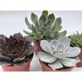 thumbnail image 5 of Echeveria Succulent Assortment, 3 inch Potted Live Variety Set, 5 of 9