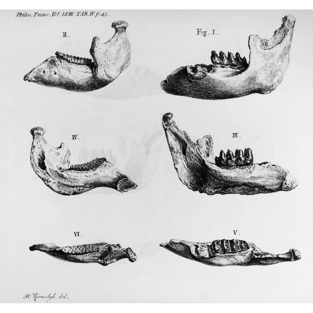 Mastodon Bones Nmastodon Jaw Bone Fossils Found At Big Bone Lick ...