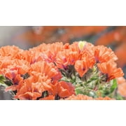 50 APRICOT BEAUTY STATICE بذور زهرة Limonium Sinuatum