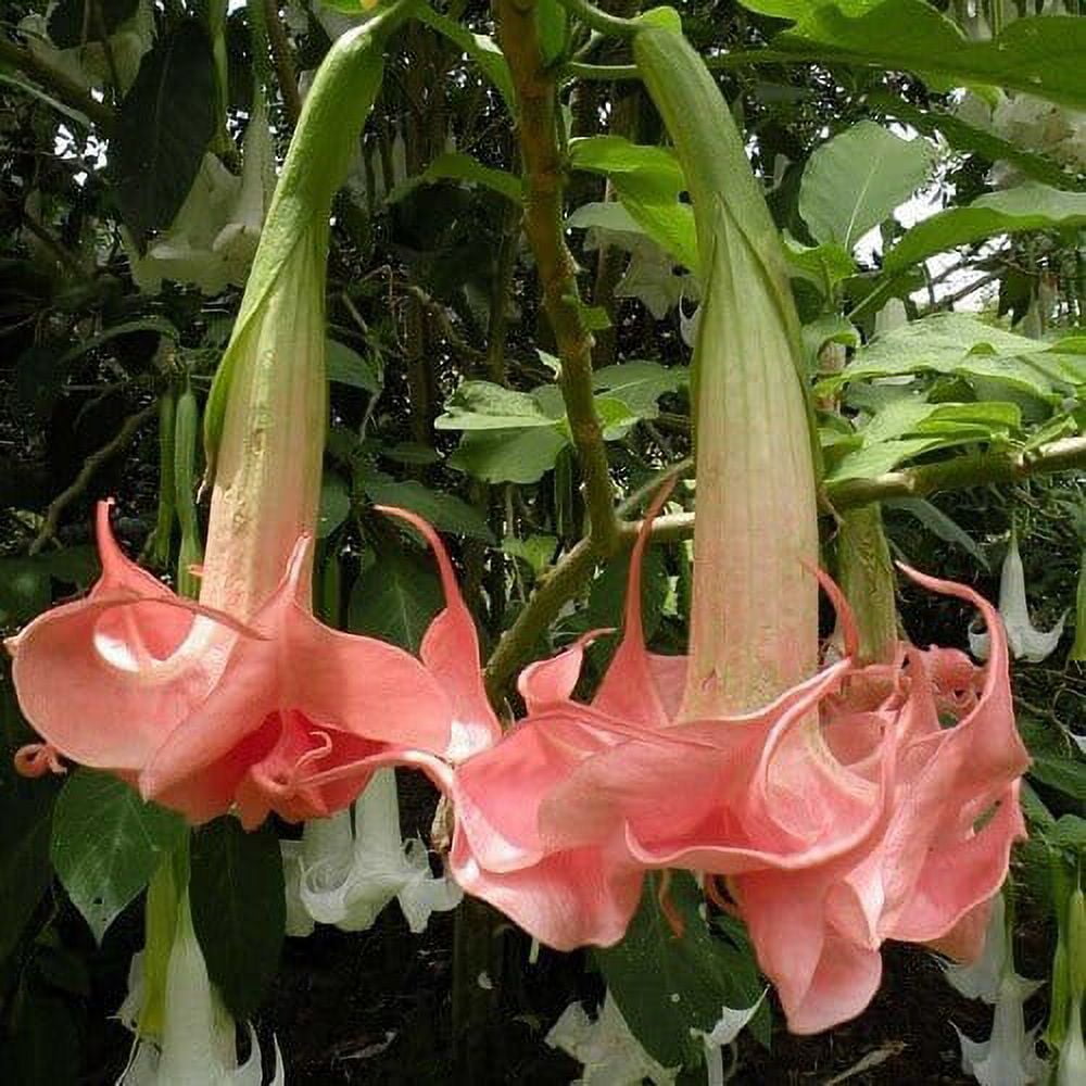 2024-25 秋冬新作  25+ Seeds| Pink Agel's Trumpet Datura Flower Seeds [BUY 3 ニット/セーター