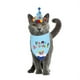 thumbnail image 2 of 1 gorro de fiesta de cumpleaños para mascotas., 2 of 3