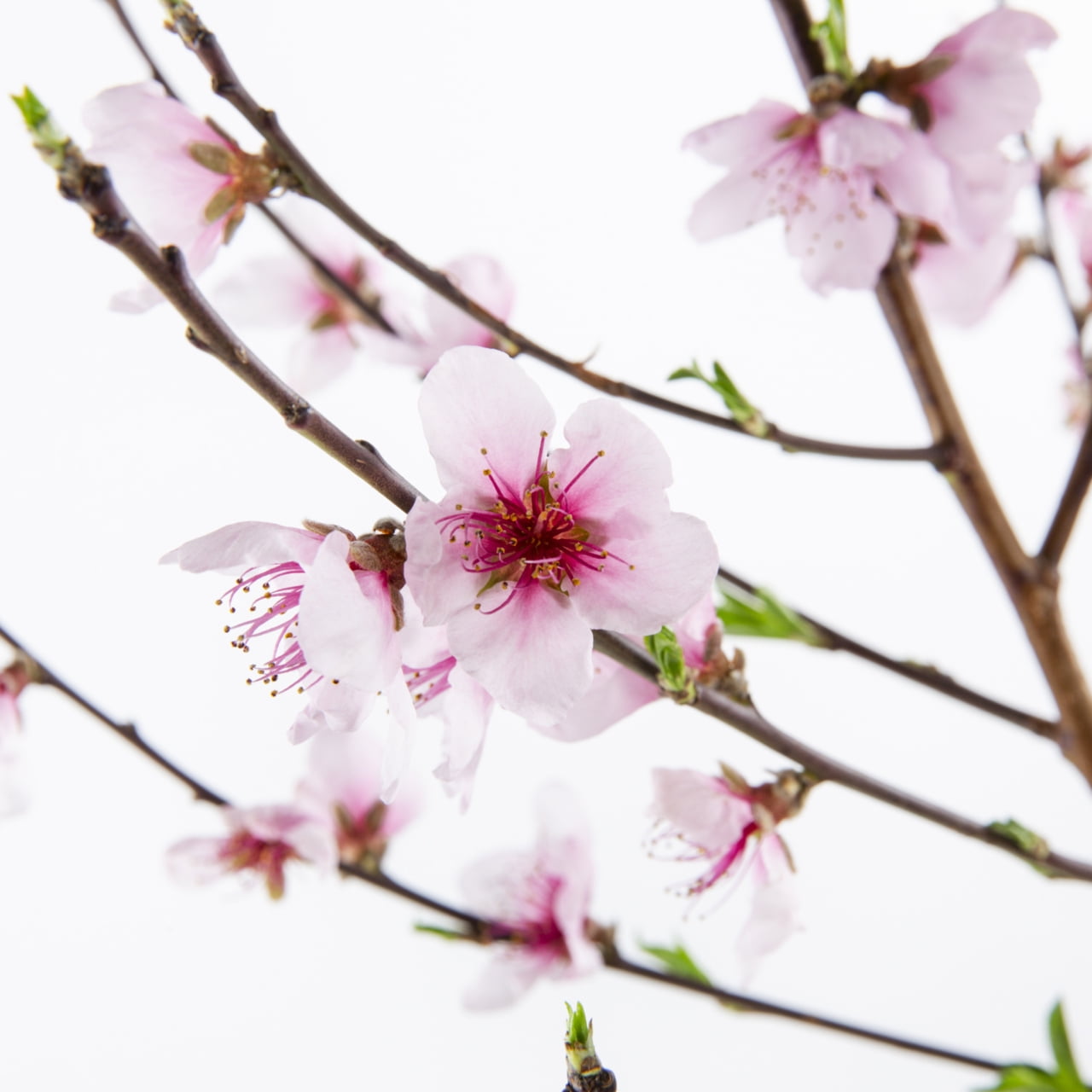 Expert Gardener Hale Haven Peach Tree Live Tree in 3.75-Gallon Grower Pot