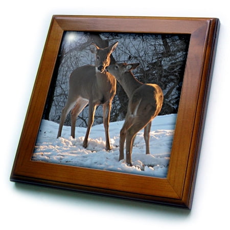 - 3dRose Stealing a Kiss, Deer Kissing - Framed Tile, 6 by 6-inch