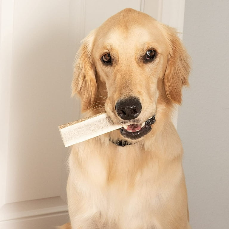 Are Elk Antlers Safe For Dogs Teeth