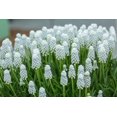 thumbnail image 2 of White Muscari Bulbs, Grape Hyacinth - Beautiful Spring Blooms, Perennial Garden Flowers (5 Bulbs), 2 of 3