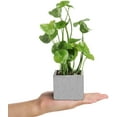 thumbnail image 5 of MyGift Artificial Taro Plants Faux Greenery in Gray Cement Square Pots, Set of 3, 5 of 6