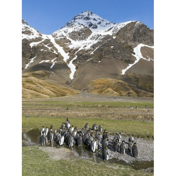 King Penguin on the island of South Georgia, rookery in Fortuna Bay. Adults molting. Poster Print by Martin Zwick (24 x 36)